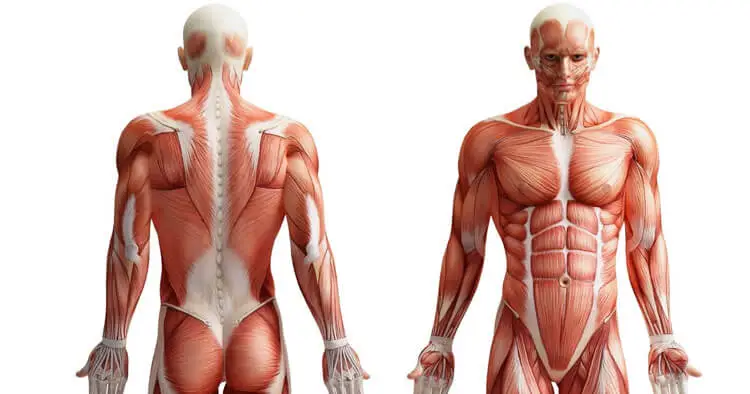 Anatomy BSc (Hons)